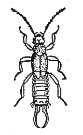 Earwig Drawing